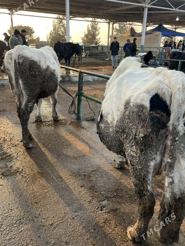 сыгыр - Çärjew - img 2