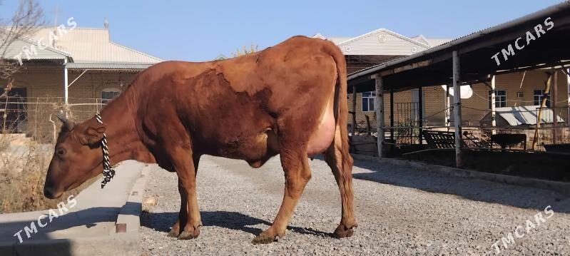 goleli sygyr - Wekilbazar - img 2