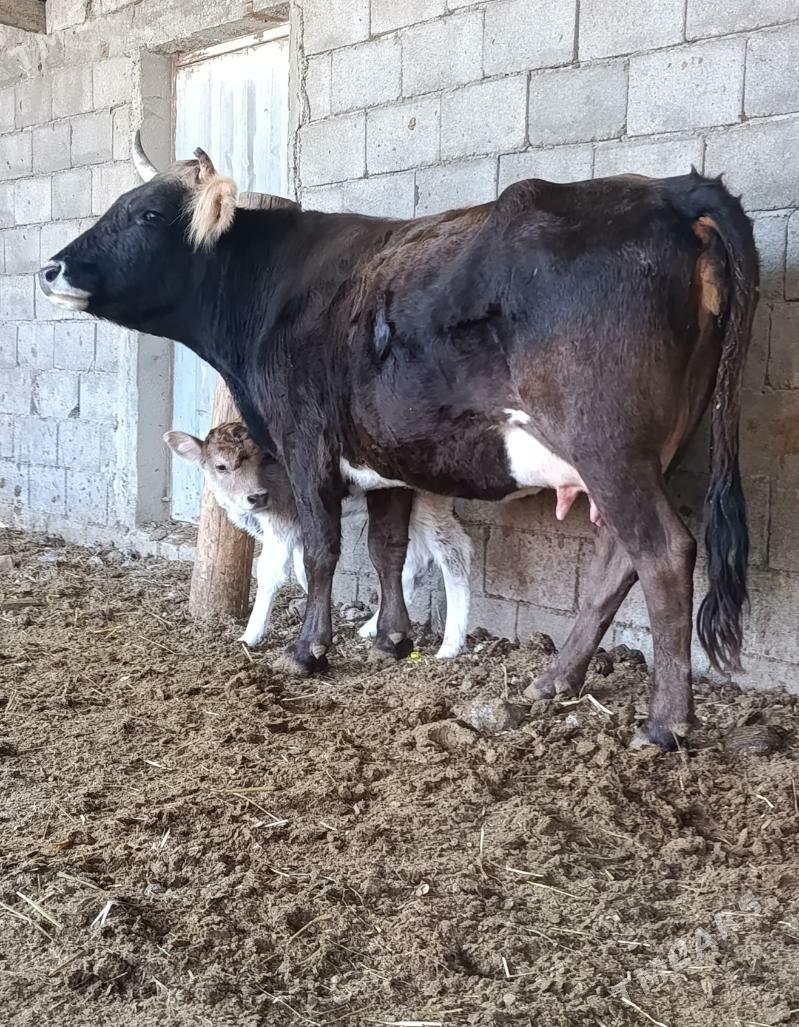 Göleli Sygyr - Gökdepe - img 2