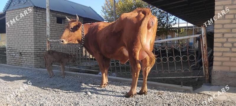 goleli sygyr - Wekilbazar - img 5