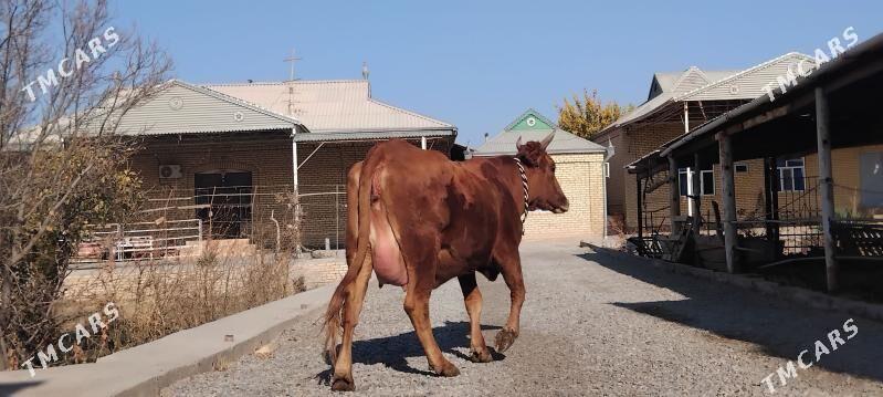 goleli sygyr - Wekilbazar - img 4