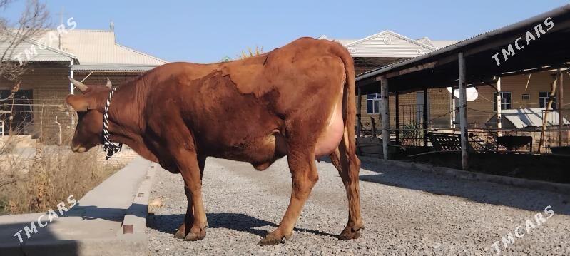 goleli sygyr - Wekilbazar - img 3