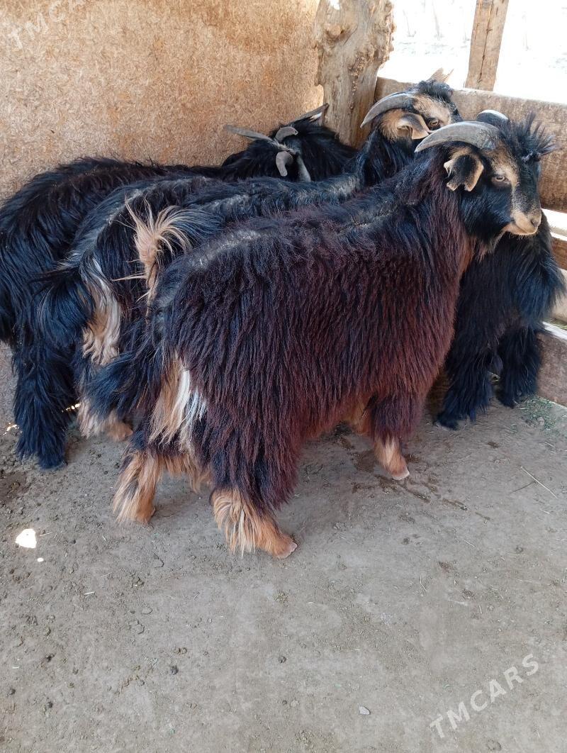 Cewis - Кипджак - img 2