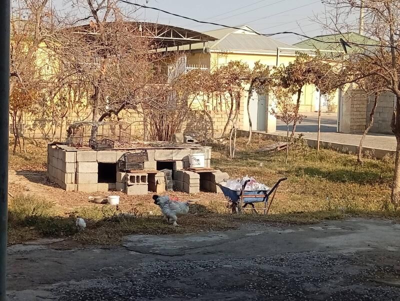 coganly - Чоганлы - img 2