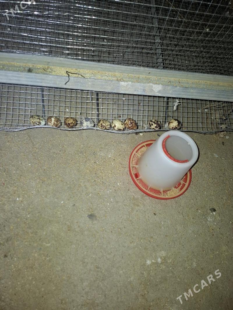 Bedene ýumurtga - Гумдаг - img 2