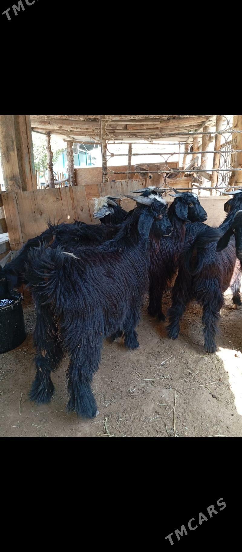 Cewis - Кипджак - img 4