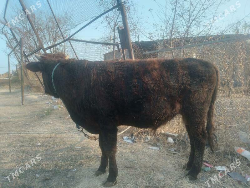 öküz baklyk - Çärjew - img 5