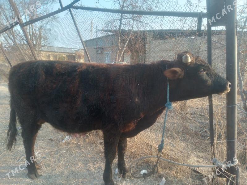 öküz baklyk - Çärjew - img 3