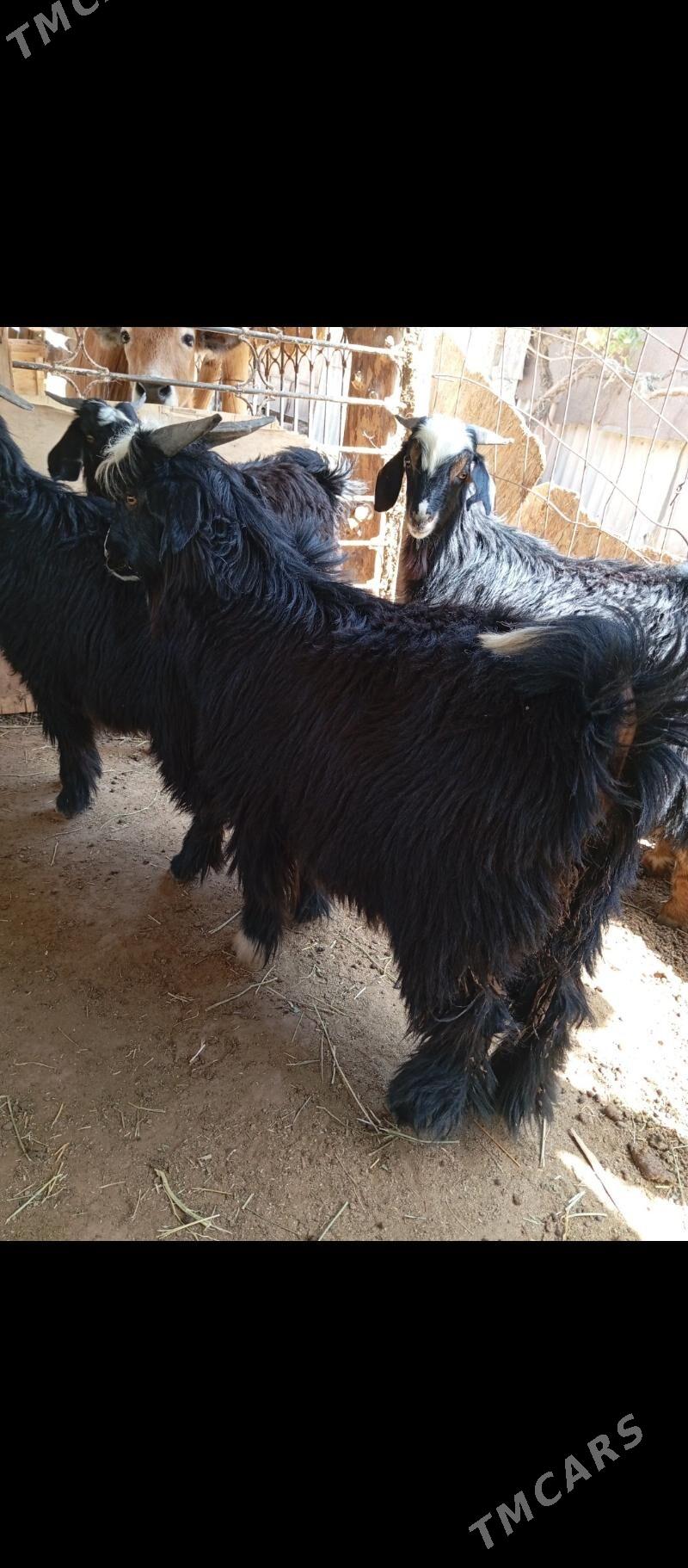 Cewis - Кипджак - img 5