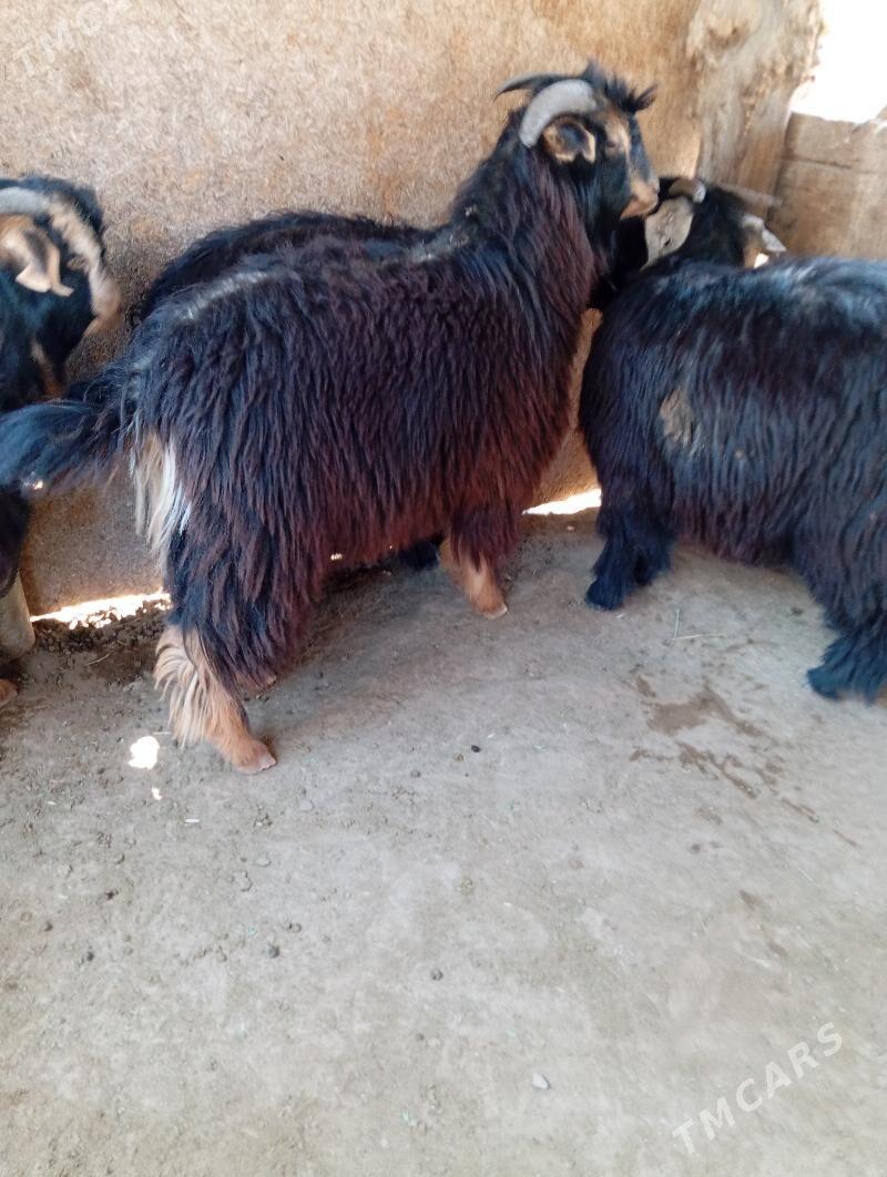 Cewis - Кипджак - img 3