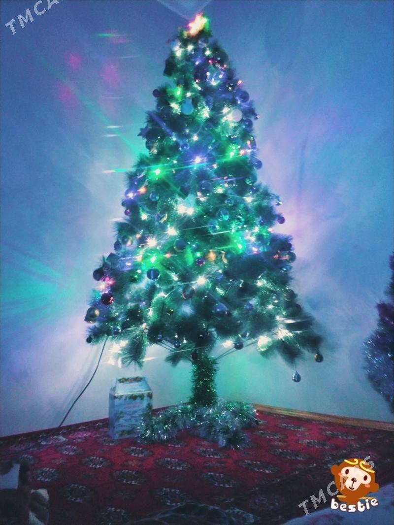 Yolka - Дашогуз - img 1