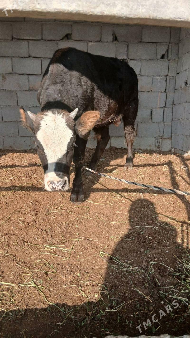 öküz - Ak bugdaý etraby - img 3