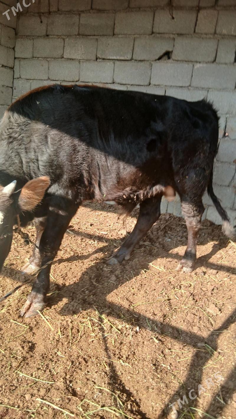 öküz - Ak bugdaý etraby - img 5