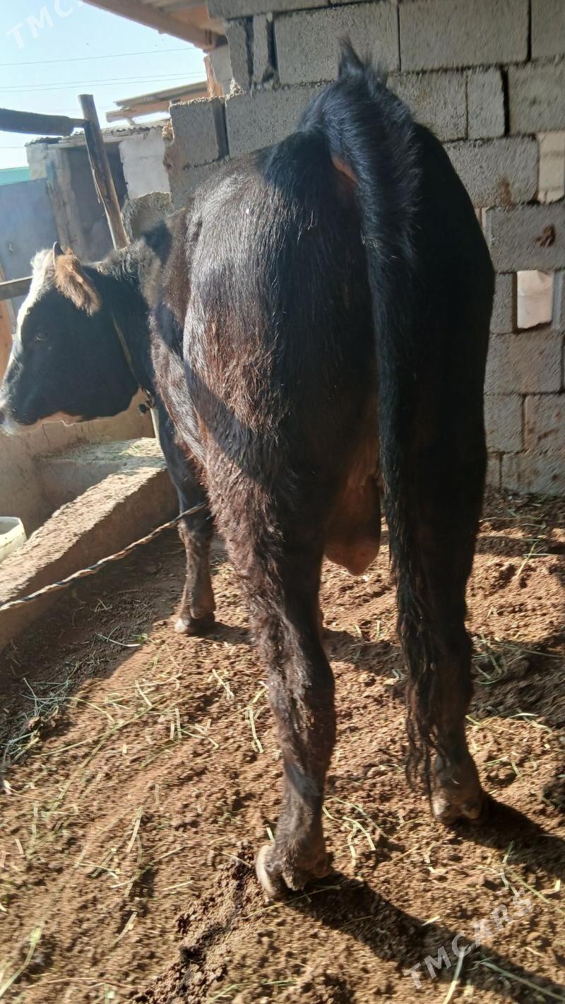 öküz - Ak bugdaý etraby - img 4