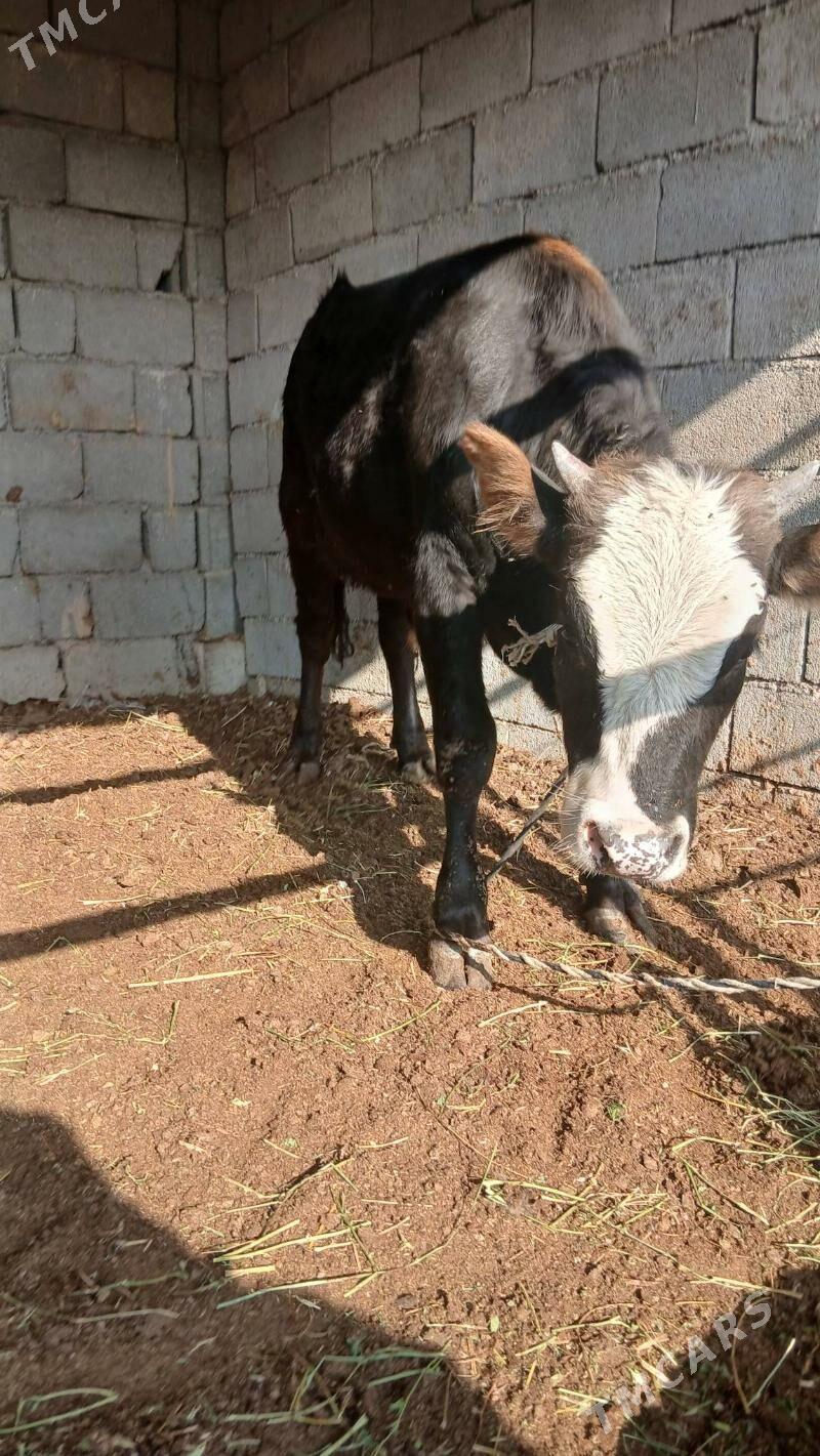 öküz - Ak bugdaý etraby - img 7