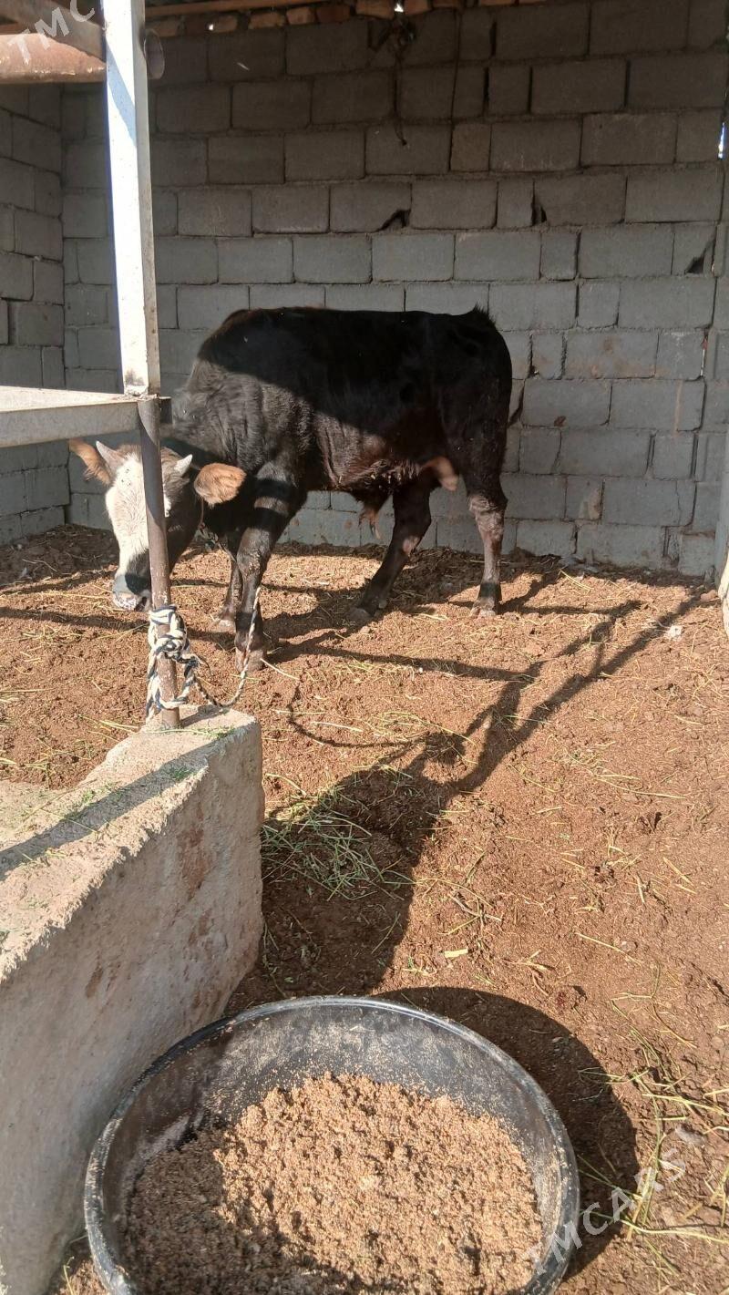 öküz - Ak bugdaý etraby - img 2