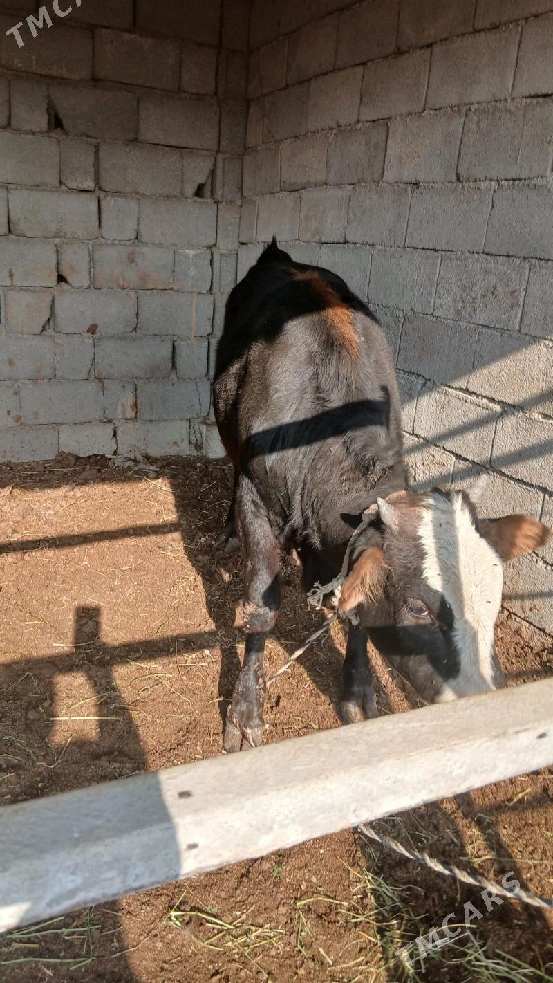 öküz - Ak bugdaý etraby - img 6