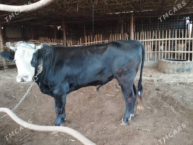 okuz - Сакар - img 4