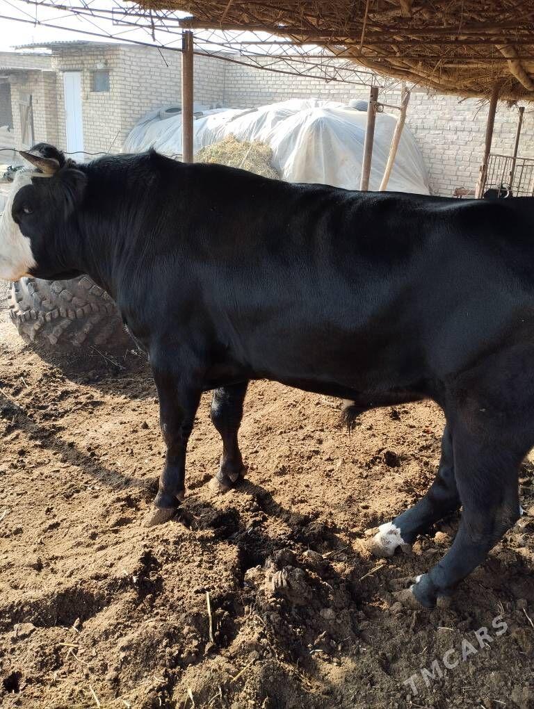 okuz - Сакар - img 2