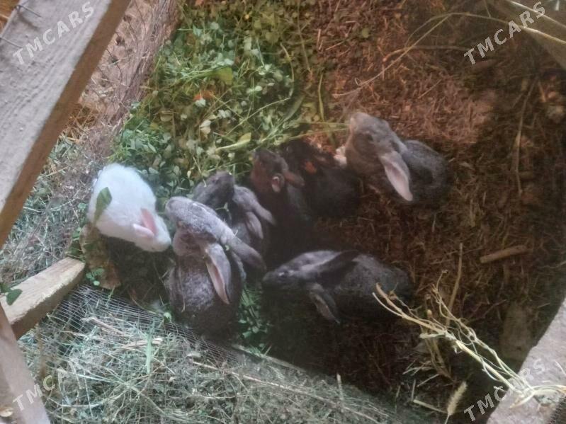 towsan - Mary - img 2