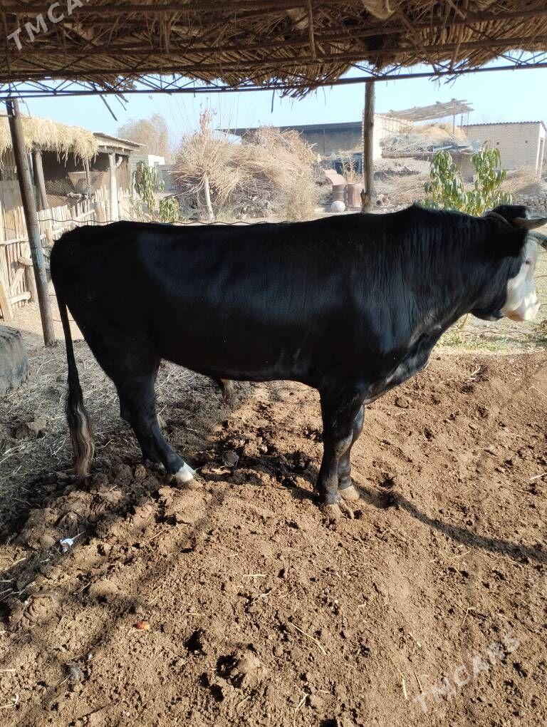 okuz - Сакар - img 3