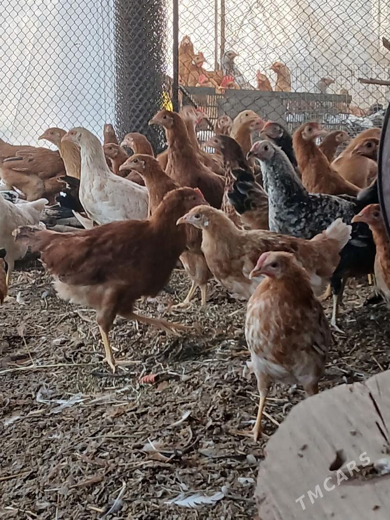 towuk jüýje - Сакарчага - img 2