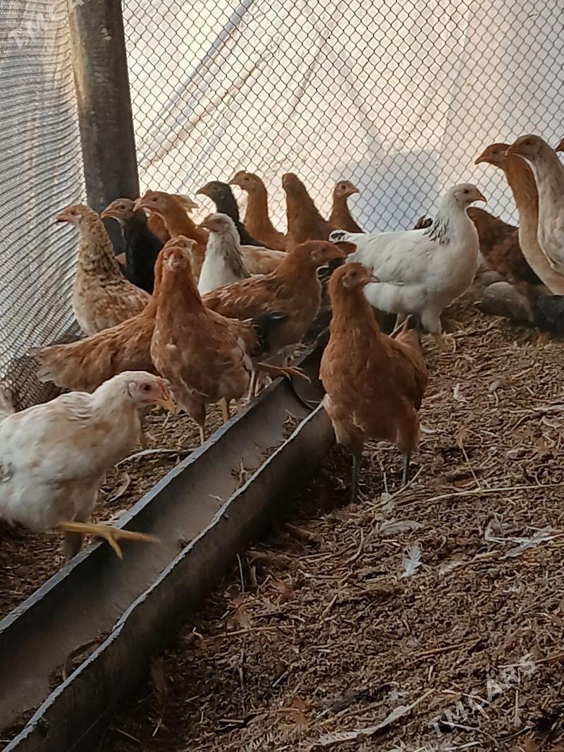 towuk jüýje - Сакарчага - img 1