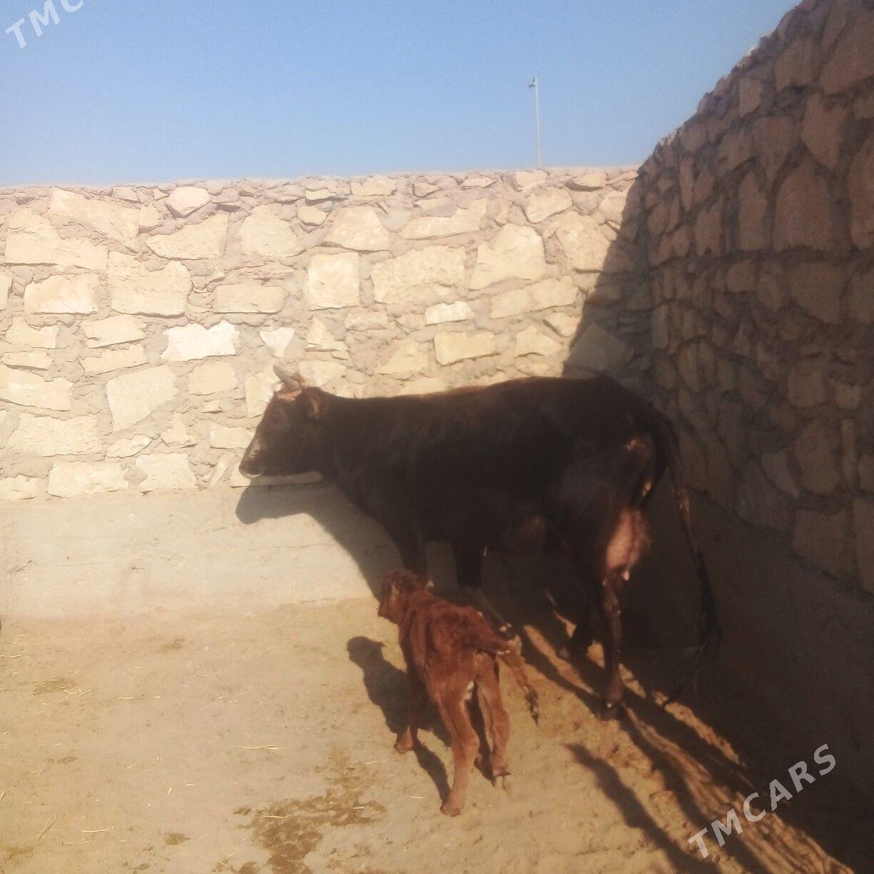 goleli sygyr - Esenguly - img 2