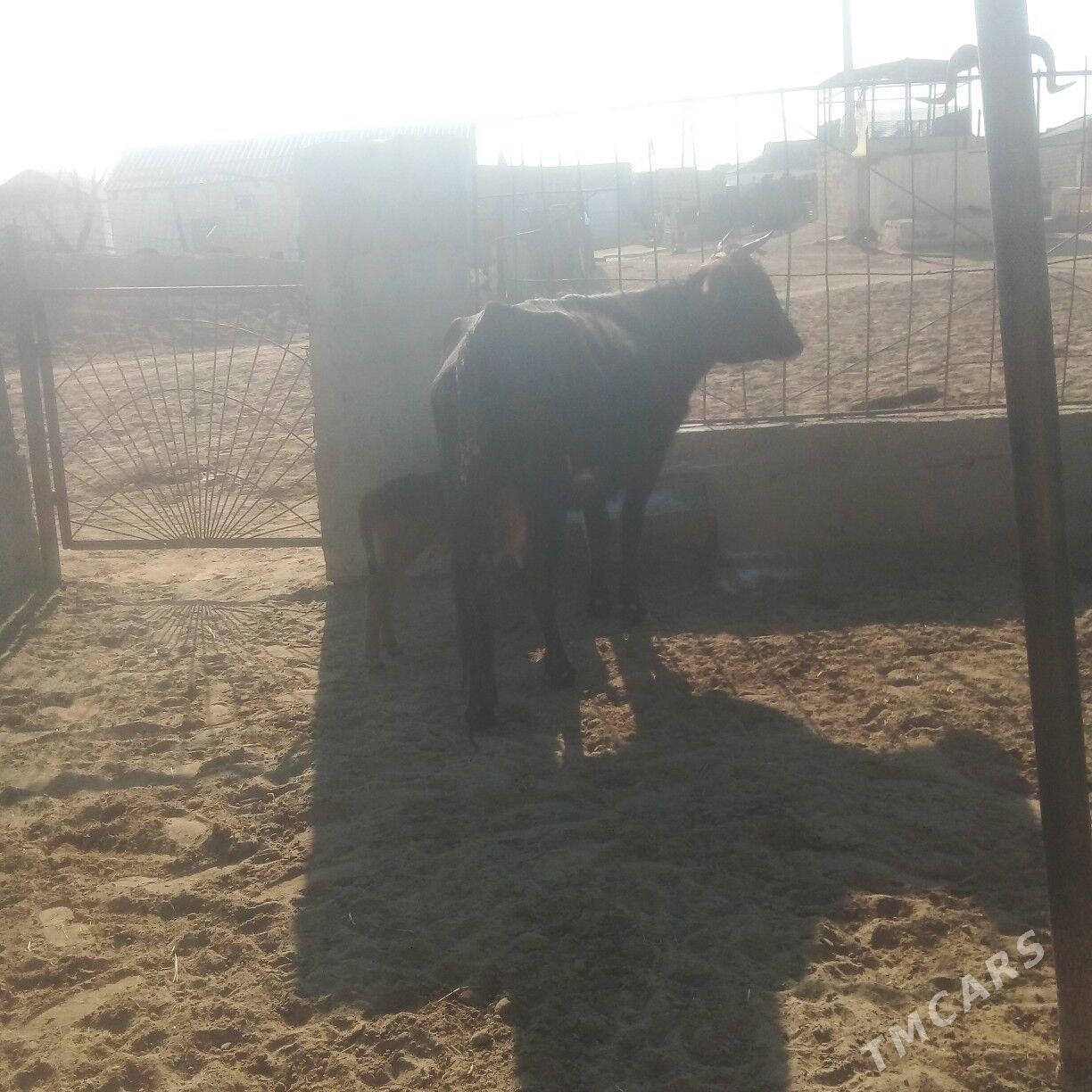 goleli sygyr - Esenguly - img 4