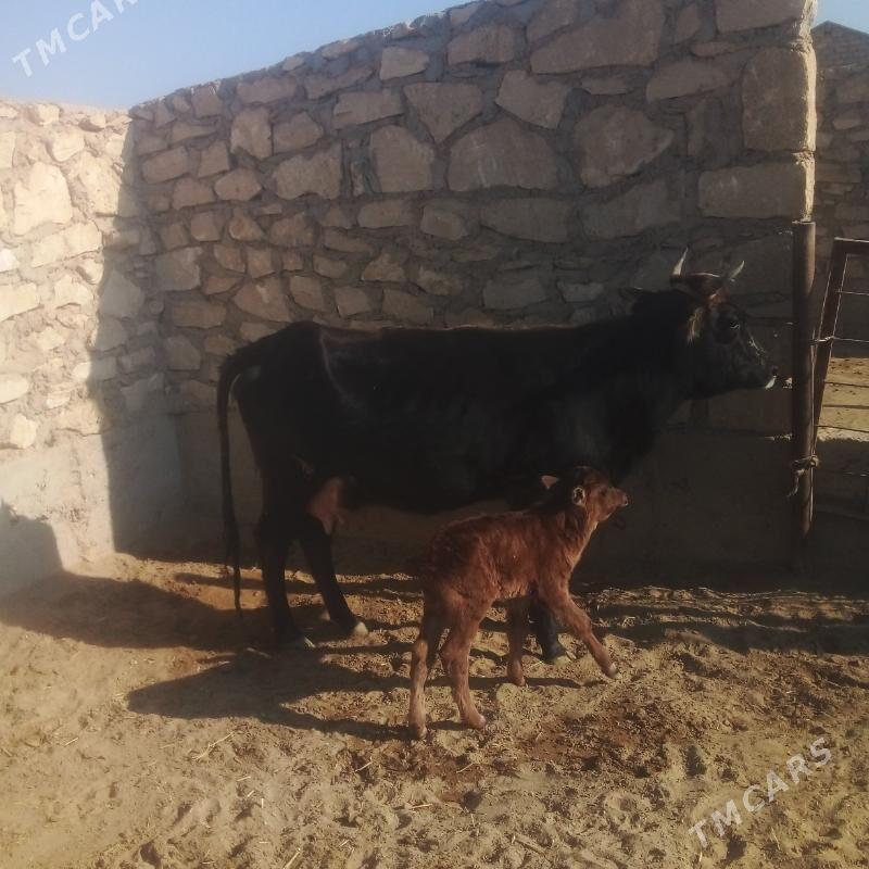 goleli sygyr - Esenguly - img 6