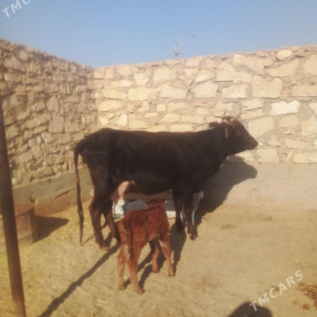 goleli sygyr - Esenguly - img 8