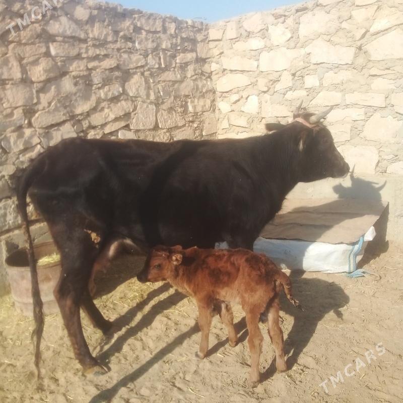 goleli sygyr - Esenguly - img 7