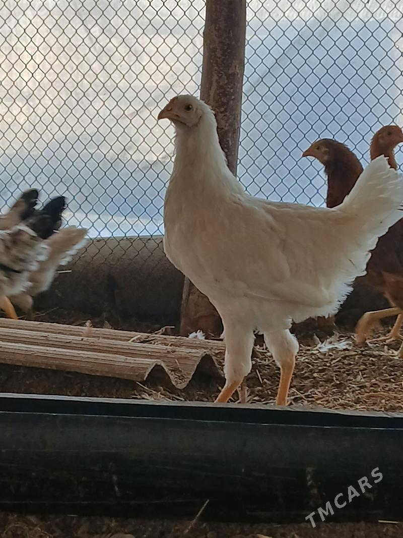 towuk jüýje - Сакарчага - img 4