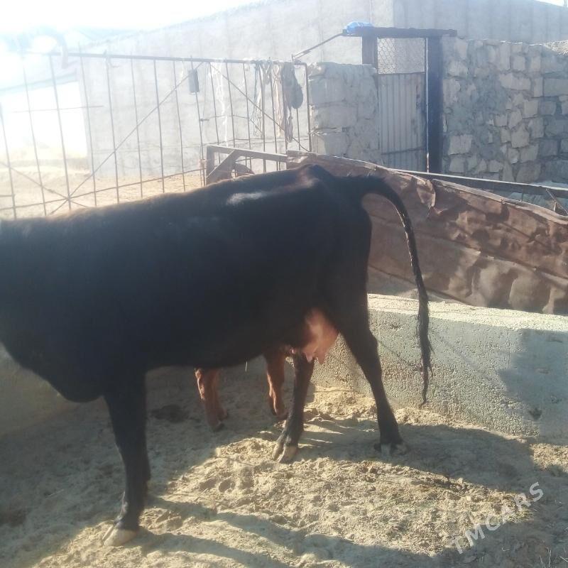 goleli sygyr - Esenguly - img 3