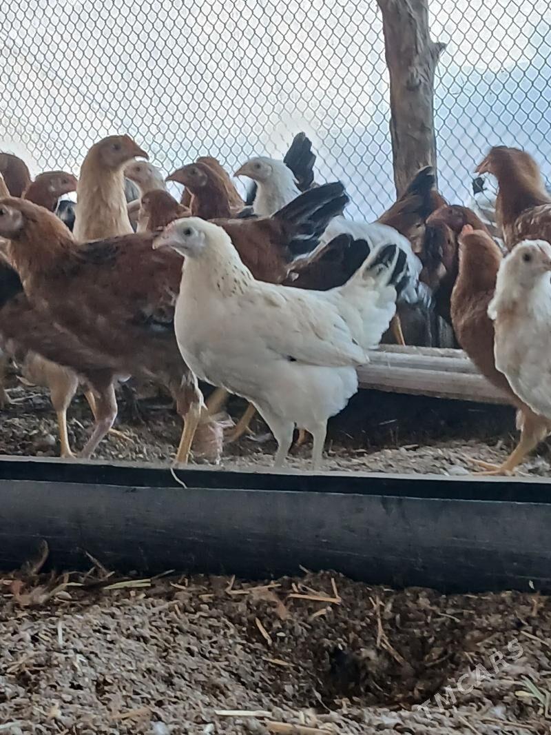 towuk jüýje - Сакарчага - img 5