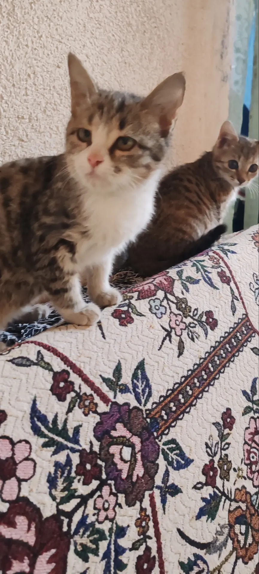 Котята - Мары - img 2