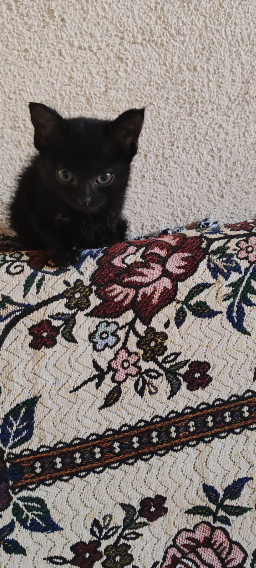 Котята - Мары - img 3