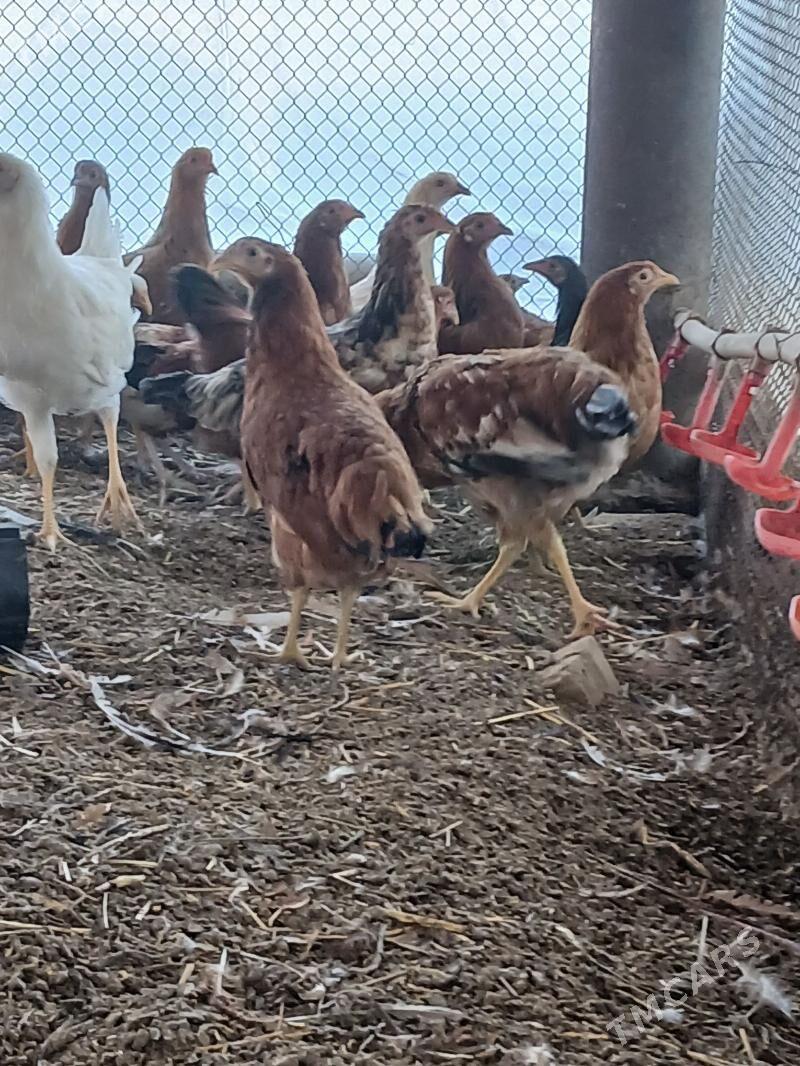 towuk jüýje - Сакарчага - img 3