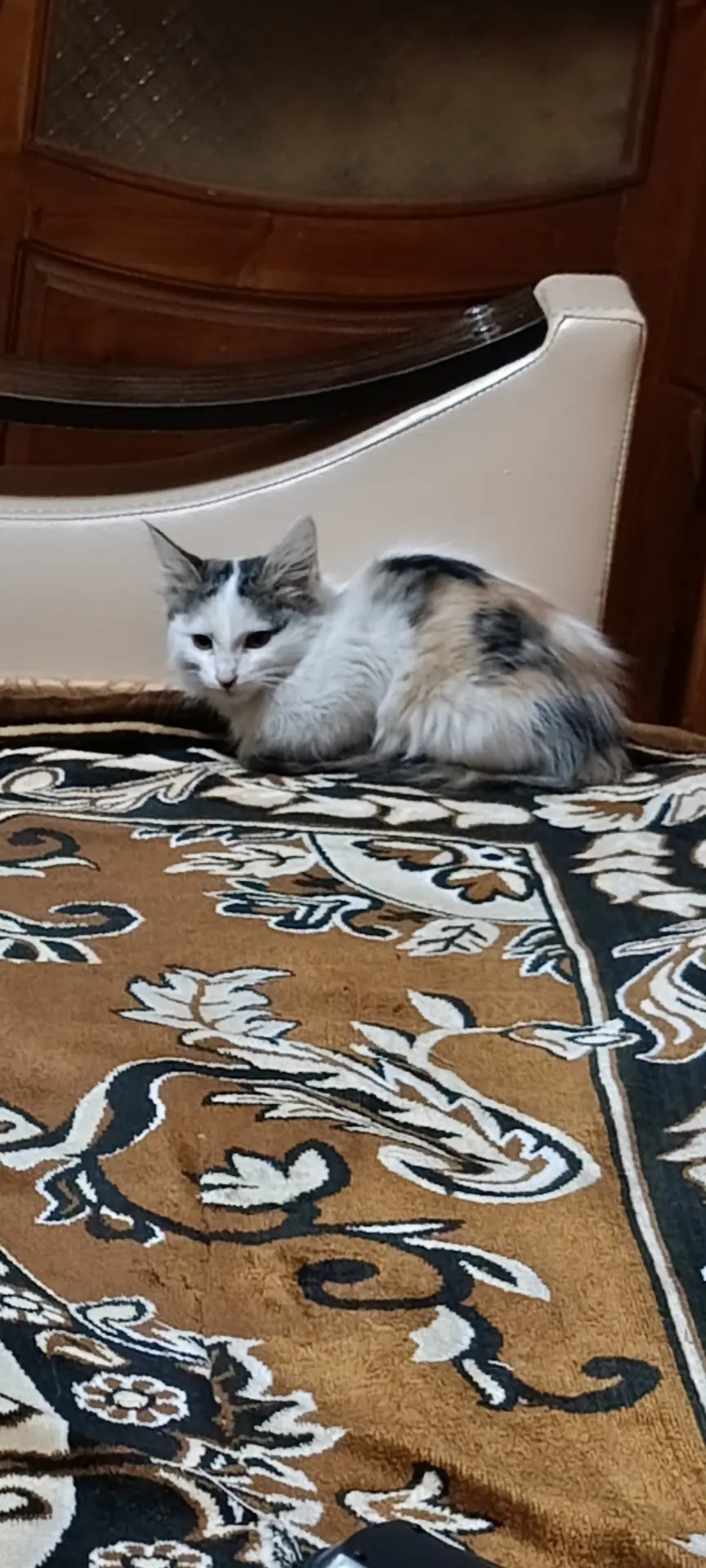 Котята - Мары - img 4