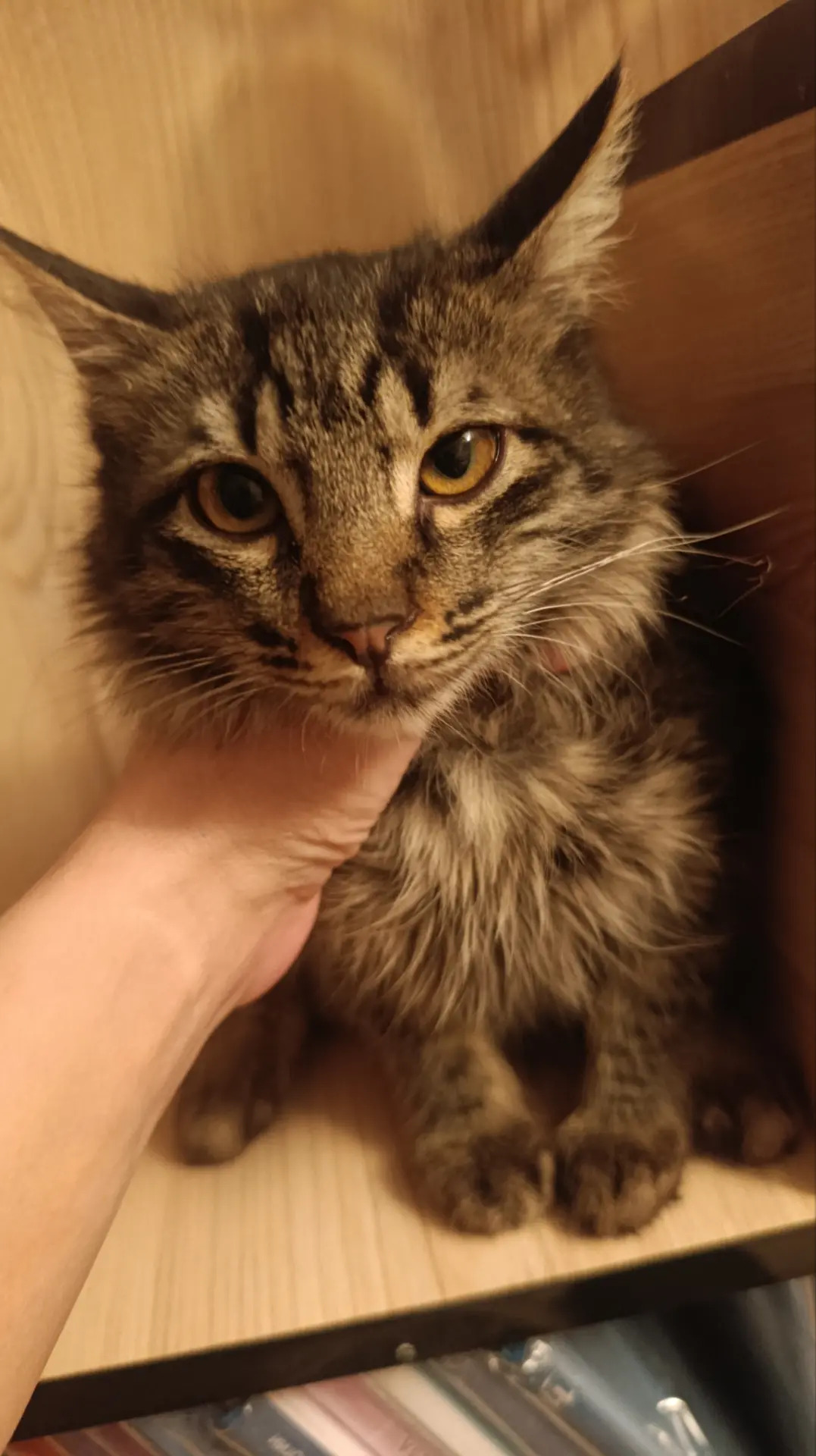 Котята - Мары - img 7