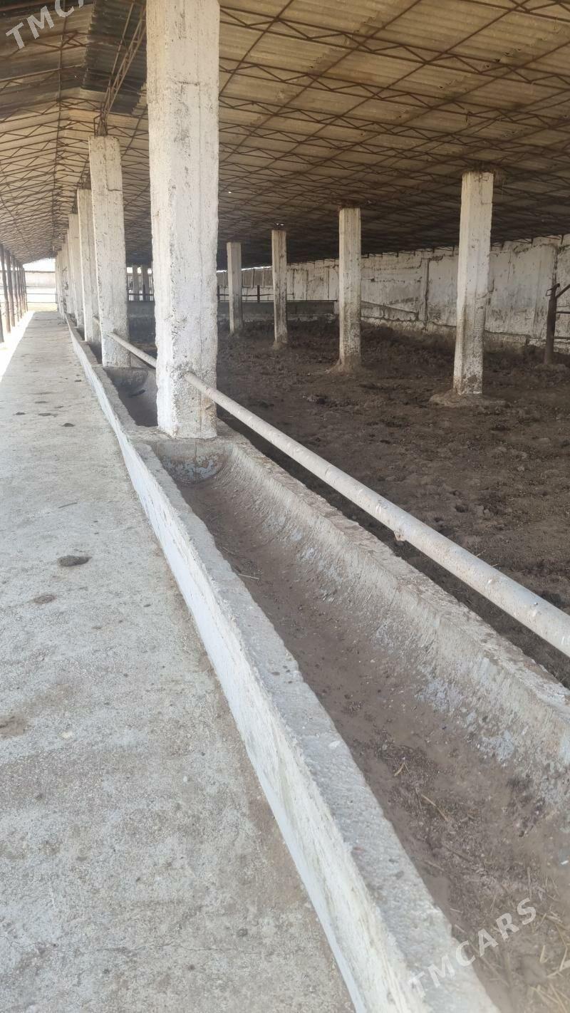 Mal ferma arenda - Ак-Бугдайский этрап - img 3