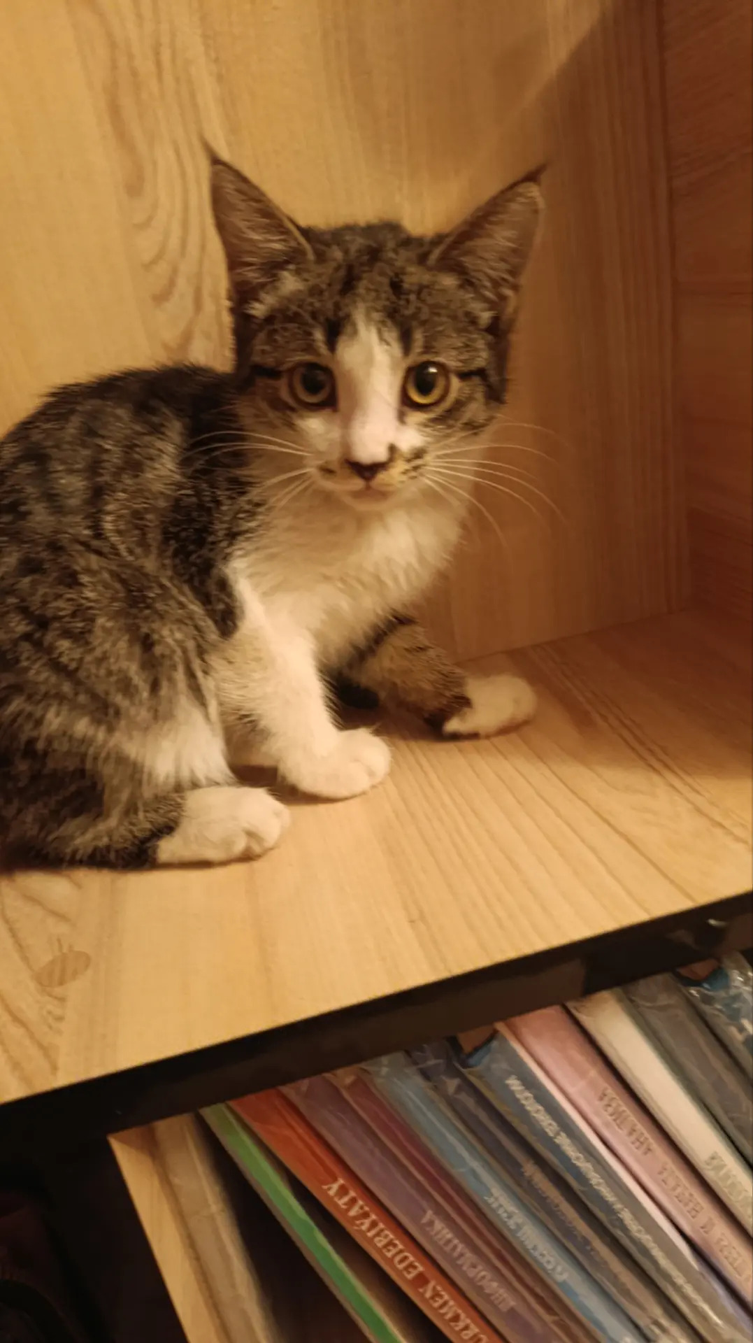 Котята - Мары - img 6