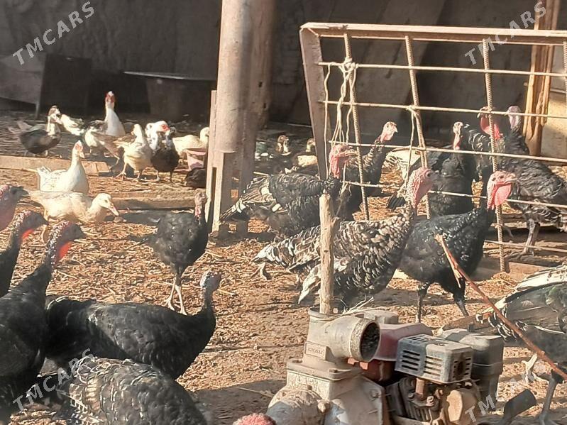 индюк - Шабатский этрап - img 2