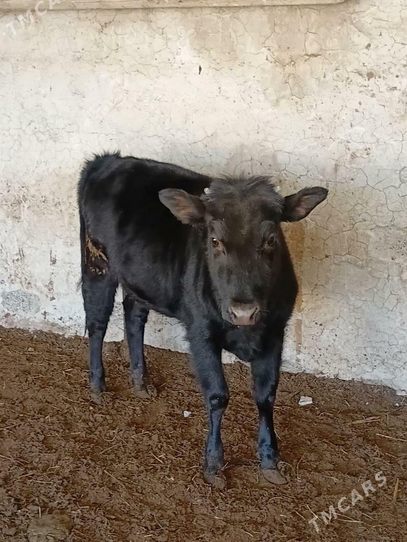 tuwe - Gökdepe - img 2