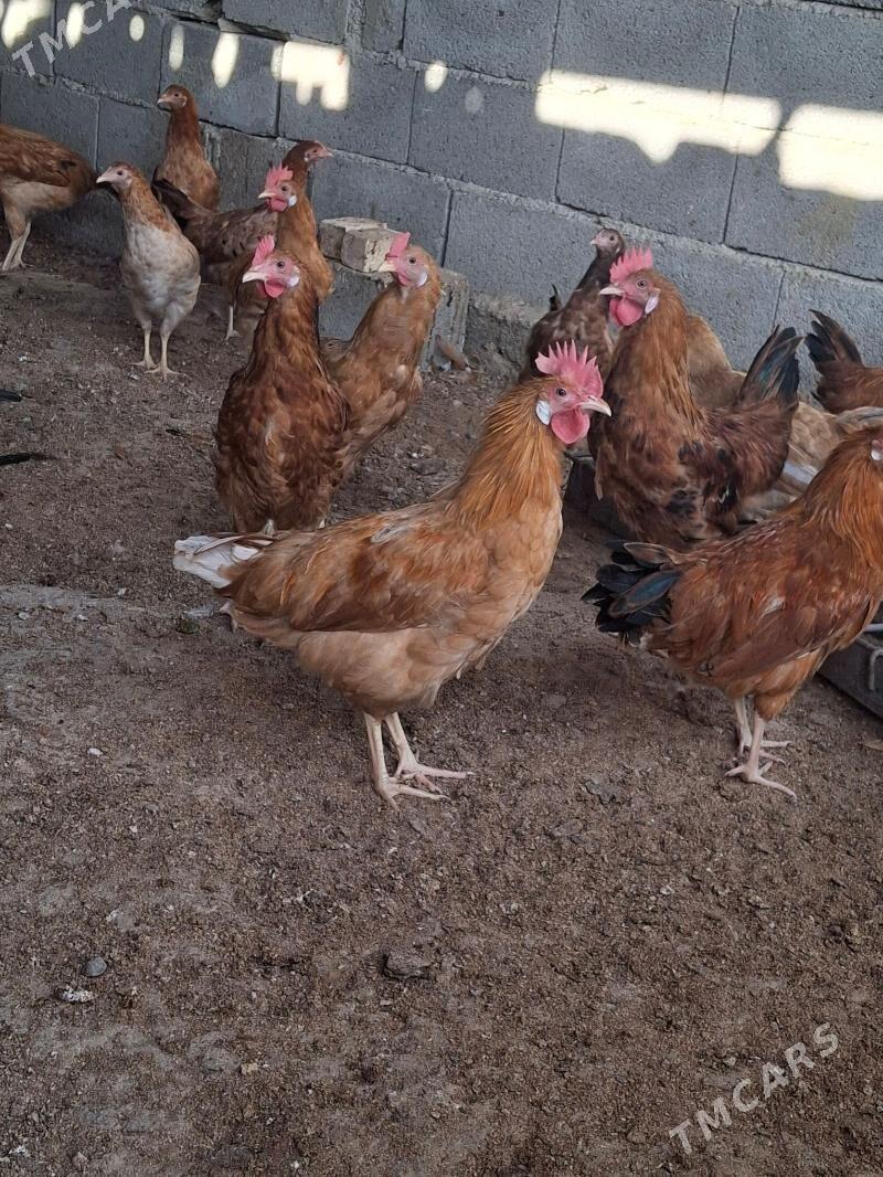 hõraz - Gökdepe - img 2