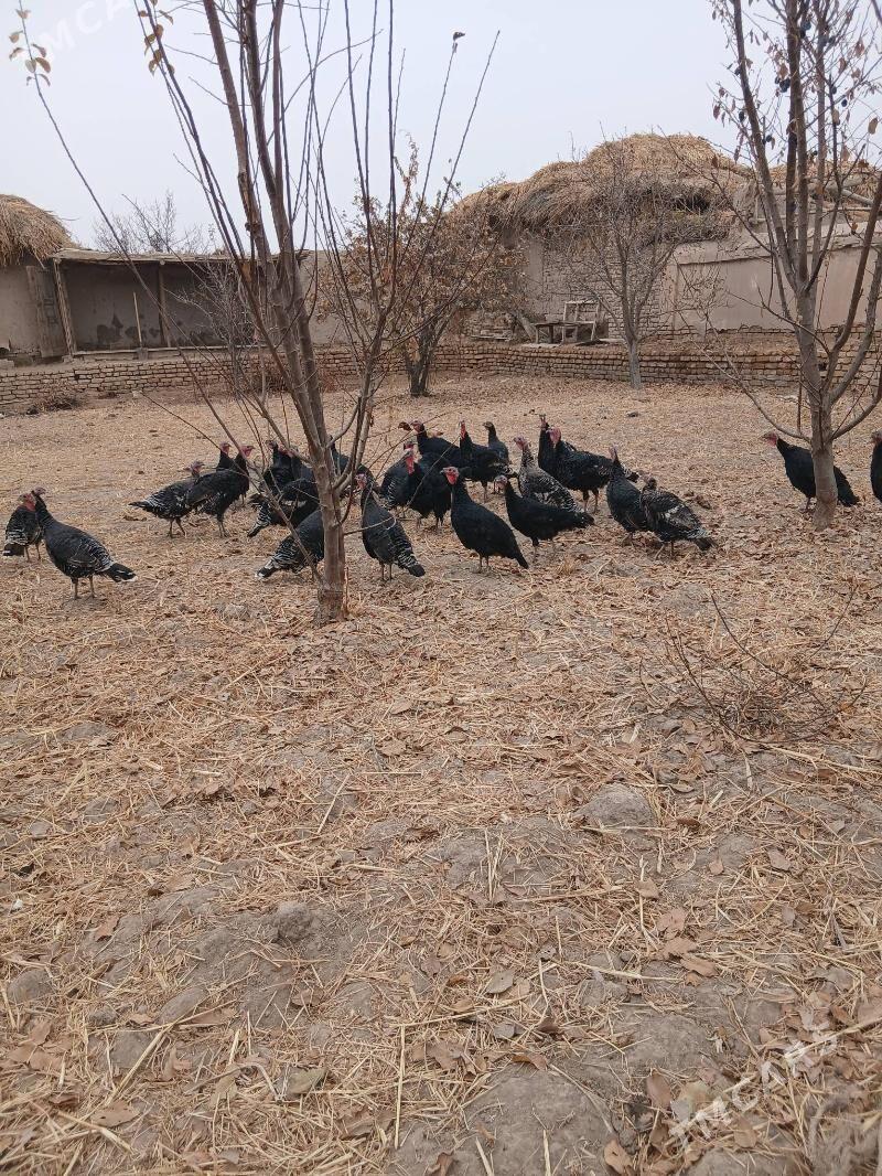 индюк - Шабатский этрап - img 4