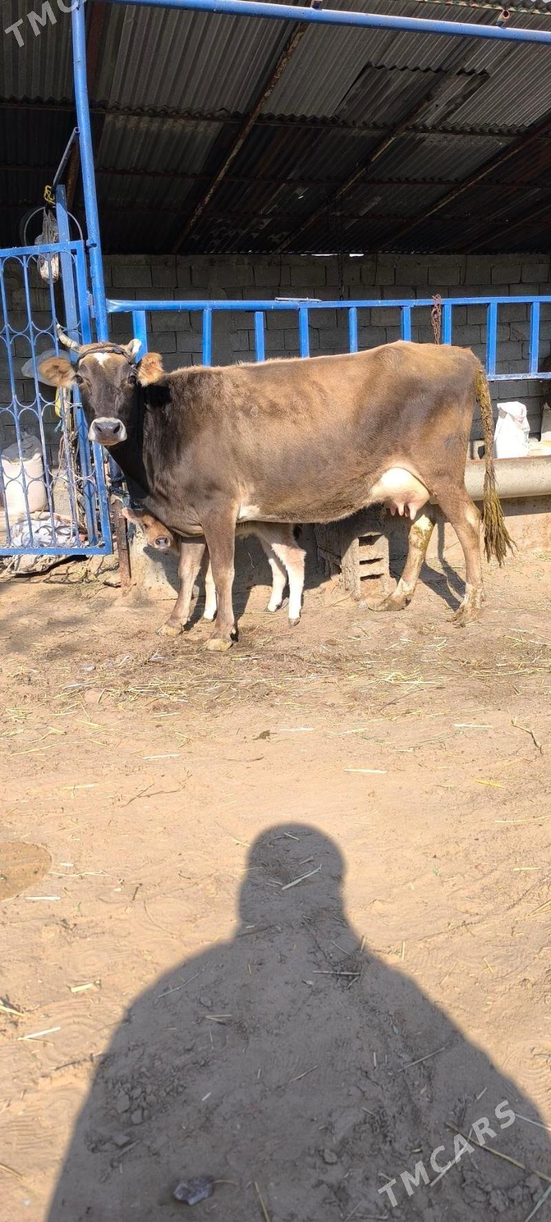 Göleli sygyr - Çoganly - img 7