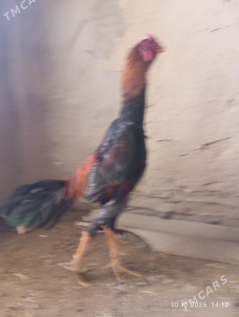 TASGENT HORAZ - Murgap - img 3