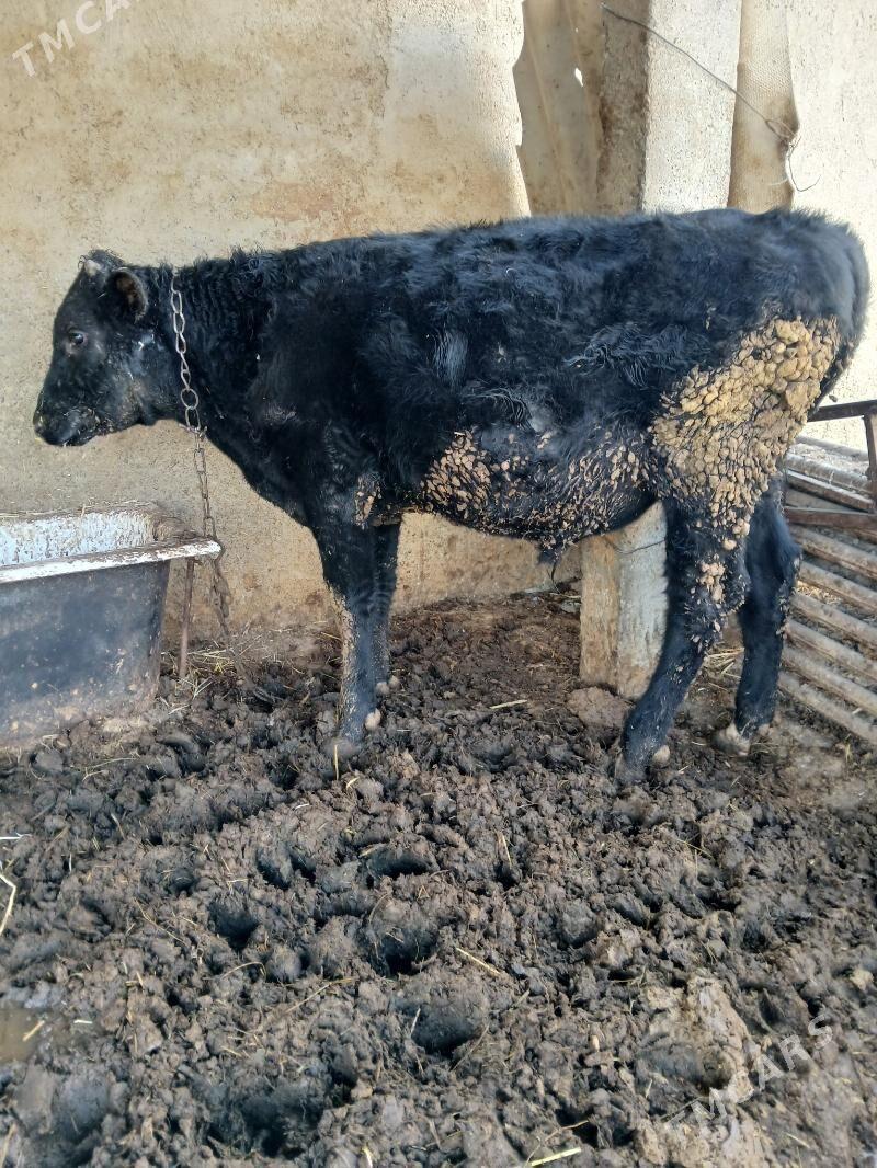 Okuz - Гёкдепе - img 2