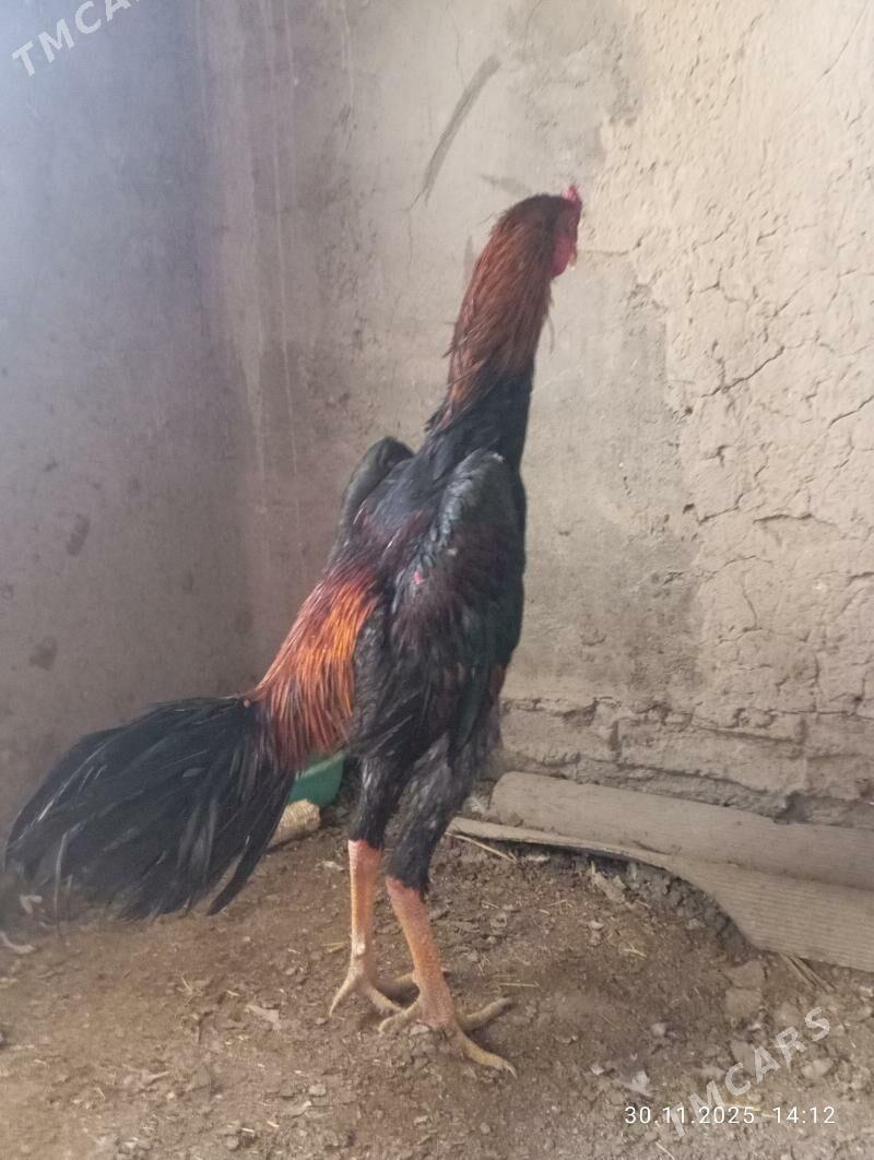 TASGENT HORAZ - Murgap - img 2